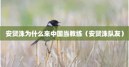 安贤洙为什么来中国当教练(安贤洙队友)