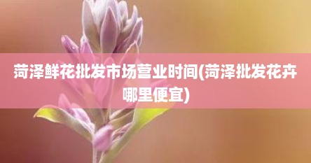 菏泽鲜花批发市场营业时间(菏泽批发花卉哪里便宜)