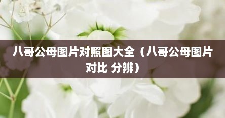 八哥公母图片对照图大全（八哥公母图片对比 分辨）