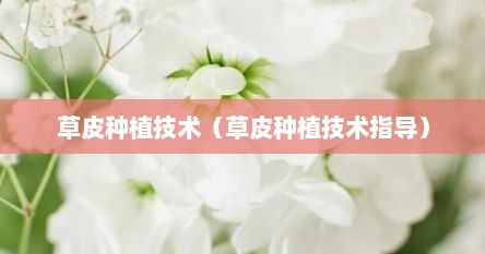 草皮种植技术（草皮种植技术指导）