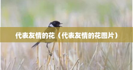 代表友情的花（代表友情的花图片）