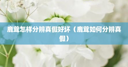鹿茸怎样分辨真假好坏（鹿茸如何分辨真假）