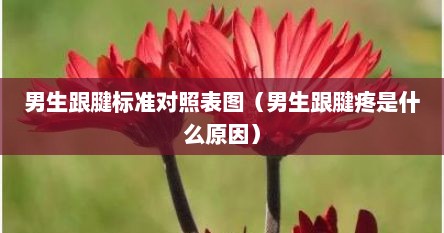 男生跟腱标准对照表图（男生跟腱疼是什么原因）