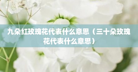 九朵红玫瑰花代表什么意思（三十朵玫瑰花代表什么意思）