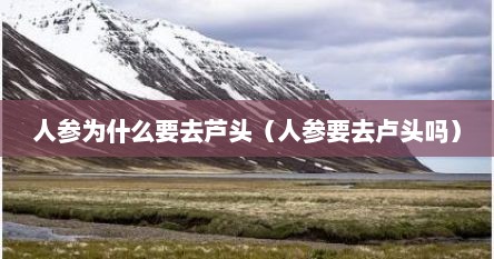 人参为什么要去芦头（人参要去卢头吗）