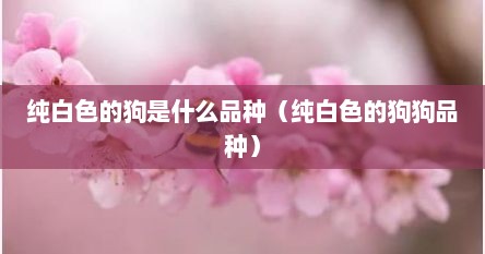 纯白色的狗是什么品种（纯白色的狗狗品种）