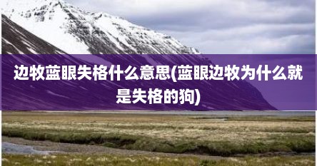 边牧蓝眼失格什么意思(蓝眼边牧为什么就是失格的狗)