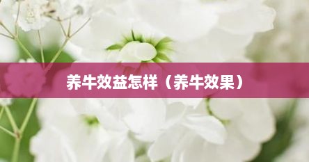 养牛效益怎样（养牛效果）