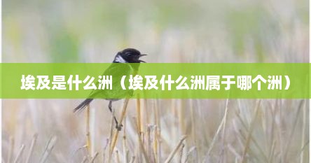 埃及是什么洲（埃及什么洲属于哪个洲）