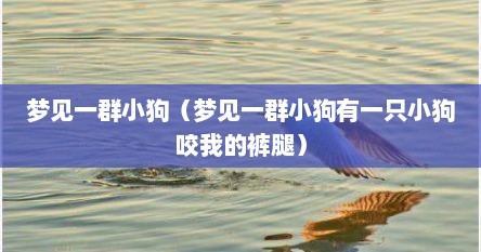 梦见一群小狗（梦见一群小狗有一只小狗咬我的裤腿）