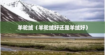 羊驼绒与羊绒哪个好（羊驼绒和羊毛哪个保暖）