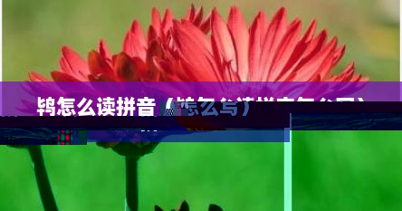 鸨怎么读拼音是什么字（鸨的拼音是什么）