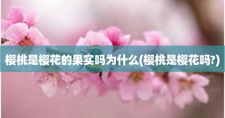 樱桃是樱花的果实吗为什么(樱桃是樱花吗?)