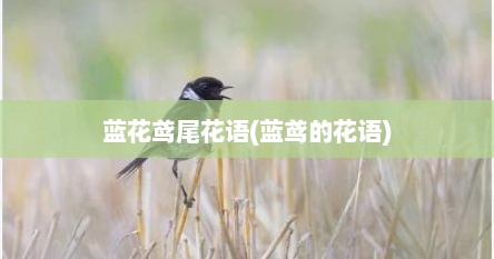 蓝花鸢尾花语(蓝鸢的花语)