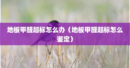 地板甲醛超标怎么办（地板甲醛超标怎么鉴定）