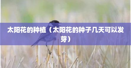 太阳花的种植（太阳花的种子几天可以发芽）