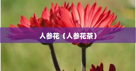 人参花（人参花茶）