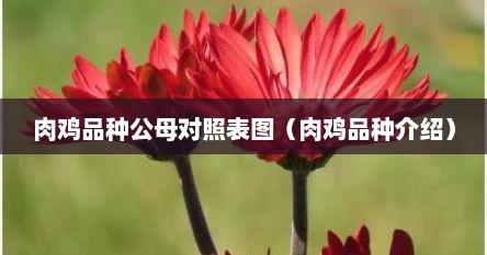 肉鸡品种公母对照表图（肉鸡品种介绍）