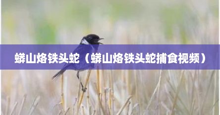 蟒山烙铁头蛇（蟒山烙铁头蛇捕食视频）