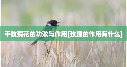干玫瑰花的功效与作用(玫瑰的作用有什么)