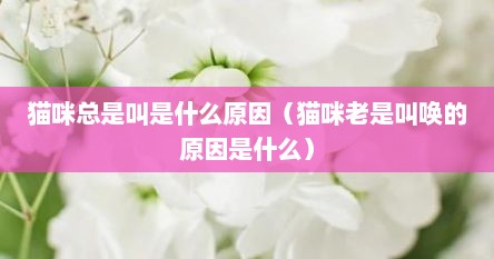 猫咪总是叫是什么原因（猫咪老是叫唤的原因是什么）