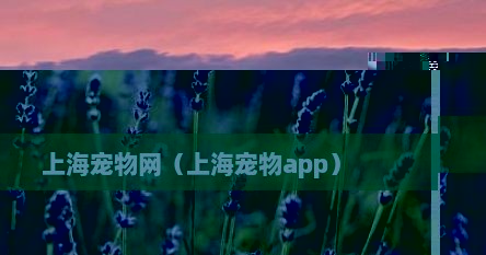 上海宠物网（上海宠物app）