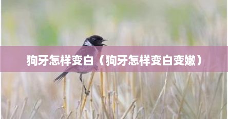 狗牙怎样变白（狗牙怎样变白变嫩）