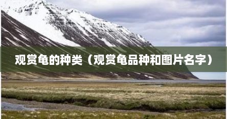 观赏龟的种类（观赏龟品种和图片名字）