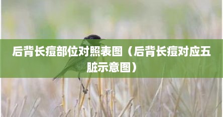 后背长痘部位对照表图（后背长痘对应五脏示意图）