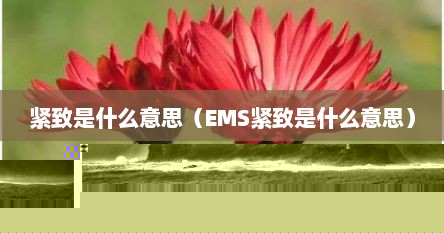 紧致是什么意思（EMS紧致是什么意思）