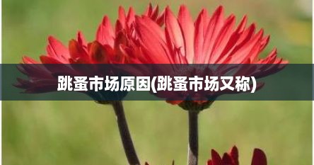 跳蚤市场原因(跳蚤市场又称)