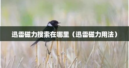 迅雷磁力搜索在哪里(迅雷磁力用法) 迅雷磁力搜索在哪里(迅雷磁力用法)