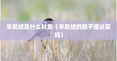 羊反绒是什么面料（羊反绒(羊猄)）