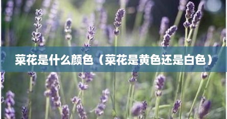 菜花是什么颜色（菜花是黄色还是白色）