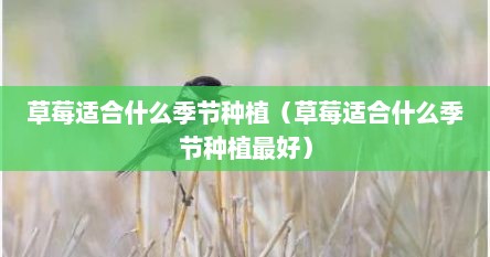 草莓适合什么季节种植（草莓适合什么季节种植最好）