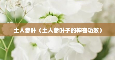土人参叶（土人参叶子的神奇功效）