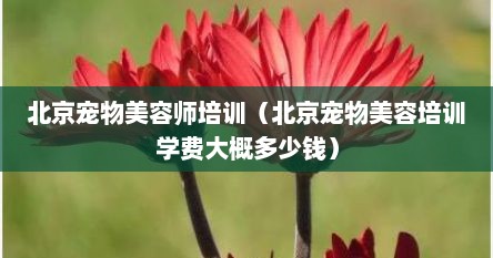 北京宠物美容师培训（北京宠物美容培训学费大概多少钱）