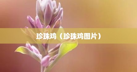 珍珠鸡（珍珠鸡图片）