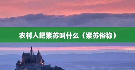 农村人把紫苏叫什么（紫苏俗称）
