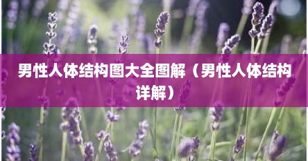 男性人体结构图大全图解（男性人体结构详解）