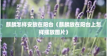 麒麟怎样安放在阳台（麒麟放在阳台上怎样摆放图片）