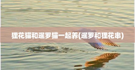 狸花猫和暹罗猫一起养(暹罗和狸花串)
