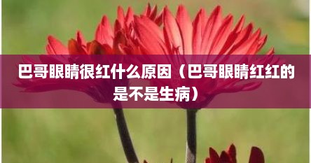 巴哥眼睛很红什么原因（巴哥眼睛红红的是不是生病）