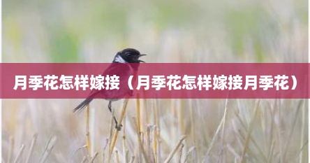 月季花怎样嫁接（月季花怎样嫁接月季花）