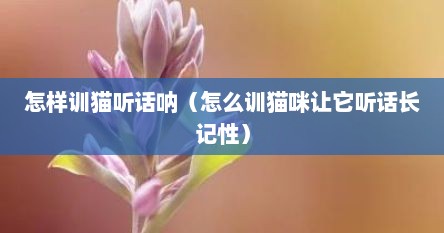 怎样训猫听话呐（怎么训猫咪让它听话长记性）