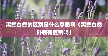黑彝白彝的区别是什么意思啊（黑彝白彝外貌有区别吗）