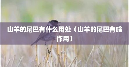 山羊的尾巴有什么用处（山羊的尾巴有啥作用）