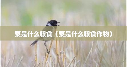 粟是什么粮食（粟是什么粮食作物）