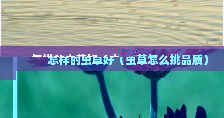 怎样的虫草好（虫草怎么挑品质）