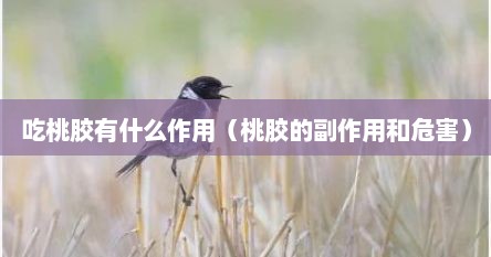 吃桃胶有什么作用（桃胶的副作用和危害）